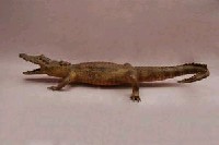 Spectacled caiman Collection Image, Figure 4, Total 15 Figures